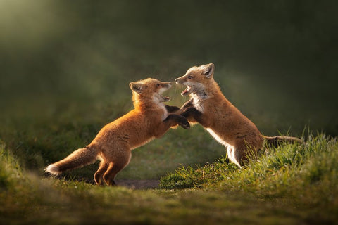 Playful Black Ornate Wood Framed Art Print with Double Matting by Li, Rob