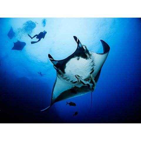 Isla Socorro White Modern Wood Framed Art Print by Ichinoseki, Sayaka