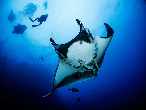 Isla Socorro White Modern Wood Framed Art Print with Double Matting by Ichinoseki, Sayaka