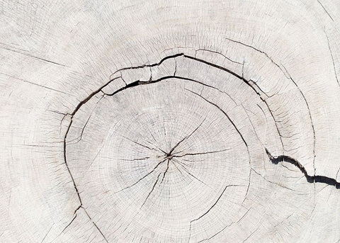 Texture 05 White Modern Wood Framed Art Print with Double Matting by 1x Studio III