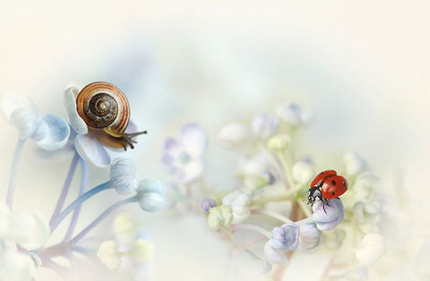 Snail And Ladybird On Hydrangea Black Ornate Wood Framed Art Print with Double Matting by Van Deelen, Ellen