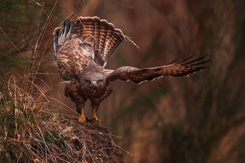 Going Away Black Ornate Wood Framed Art Print with Double Matting by J Ter, Gert