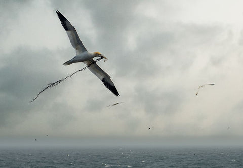 For The Nest White Modern Wood Framed Art Print with Double Matting by Pino, Emilio