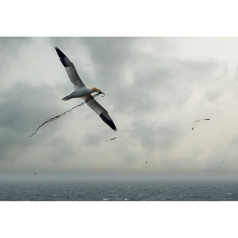 For The Nest Black Modern Wood Framed Art Print by Pino, Emilio