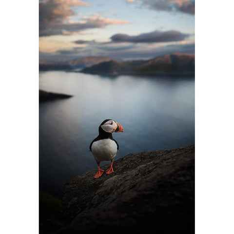 A Puffin With A View Gold Ornate Wood Framed Art Print with Double Matting by Renmyr, Magnus