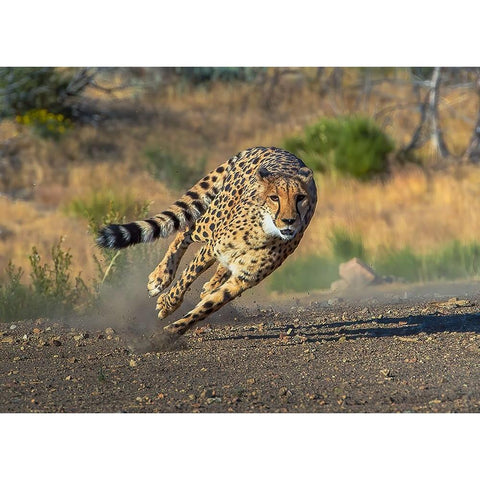 Cheetah White Modern Wood Framed Art Print by Huang, Johnson