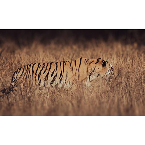 Artistic Tiger Camouflage Gold Ornate Wood Framed Art Print with Double Matting by Sharma, Abhinav