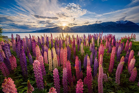 Lupins lakeside Black Ornate Wood Framed Art Print with Double Matting by Zhen Yu, James