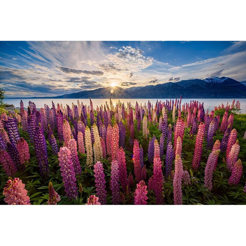 Lupins lakeside White Modern Wood Framed Art Print by Zhen Yu, James