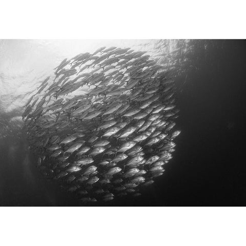 Ball White Modern Wood Framed Art Print by Y Lin, Ryan