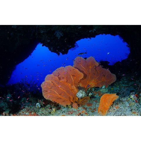 Red Sea Fan White Modern Wood Framed Art Print by Y Lin, Ryan