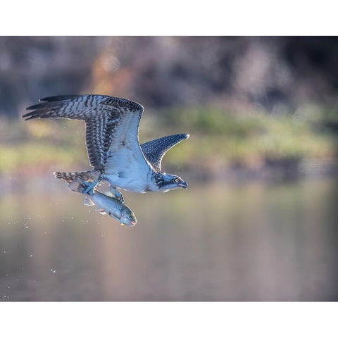 Osprey Flying With Fish White Modern Wood Framed Art Print by Tseng, Judy
