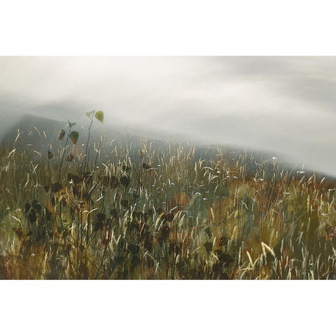 In the field White Modern Wood Framed Art Print by Talen, Nel