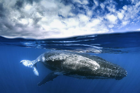 Between two worlds Black Ornate Wood Framed Art Print with Double Matting by Peneau, Cedric