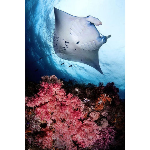 Manta and reef Black Modern Wood Framed Art Print with Double Matting by Peneau, Cedric