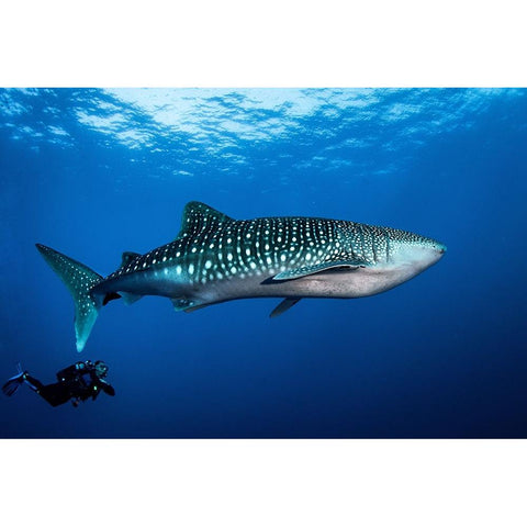 Whale Shark And DIVer Black Modern Wood Framed Art Print with Double Matting by Peneau, Cedric