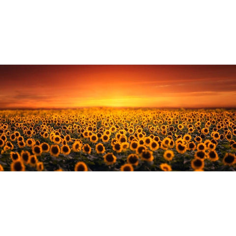 Sunset On Sunflower Field Black Modern Wood Framed Art Print with Double Matting by Seo, Tiger