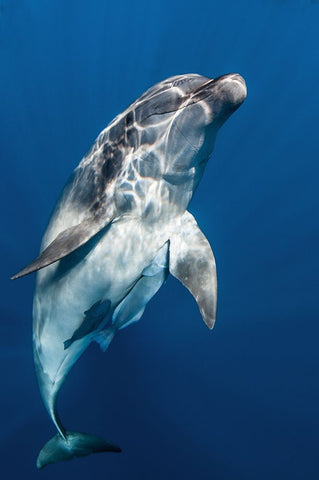 Hello you ! Black Ornate Wood Framed Art Print with Double Matting by Peneau, Cedric