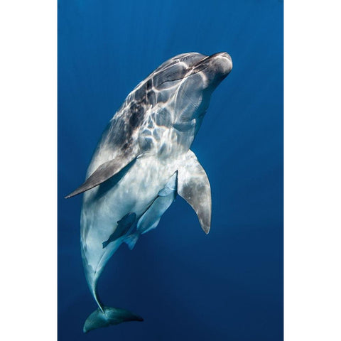 Hello you ! White Modern Wood Framed Art Print by Peneau, Cedric