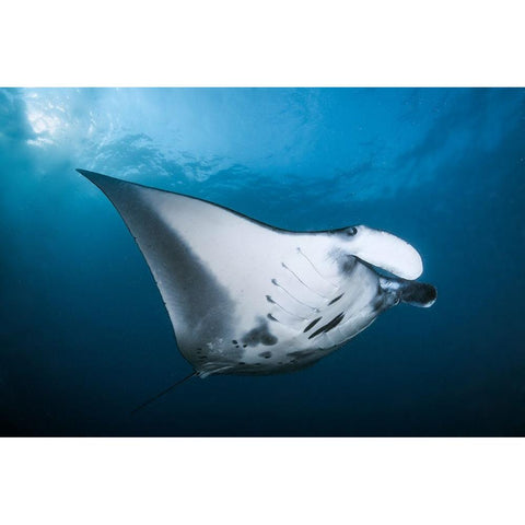 Majestic Manta Black Modern Wood Framed Art Print with Double Matting by Peneau, Cedric