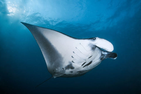 Majestic Manta White Modern Wood Framed Art Print with Double Matting by Peneau, Cedric