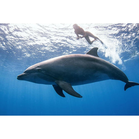 Dolphin And Human Black Modern Wood Framed Art Print with Double Matting by Peneau, Cedric