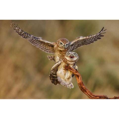 Little Owls Black Modern Wood Framed Art Print by Manusevich, David