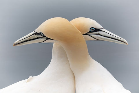 Symmetric Love Black Ornate Wood Framed Art Print with Double Matting by Patrick, Boterman