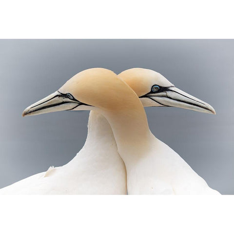 Symmetric Love Black Modern Wood Framed Art Print with Double Matting by Patrick, Boterman