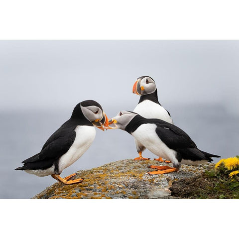 Trio White Modern Wood Framed Art Print by Fu, Molly