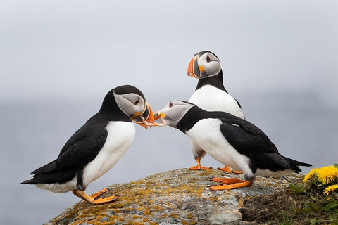 Trio Black Ornate Wood Framed Art Print with Double Matting by Fu, Molly