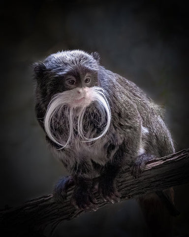 I Need A Trim White Modern Wood Framed Art Print with Double Matting by Mugg, Bill