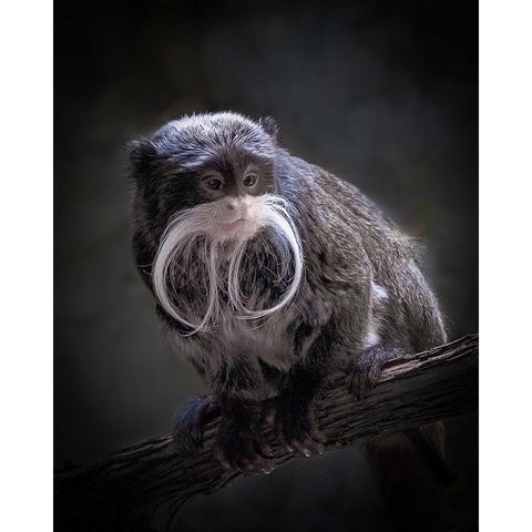 I Need A Trim White Modern Wood Framed Art Print by Mugg, Bill