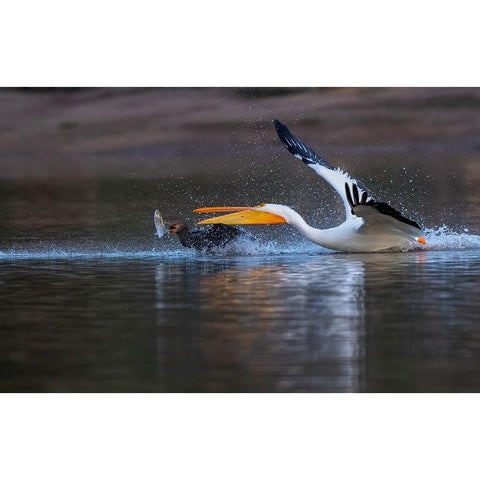 Gimme The Fish! Black Modern Wood Framed Art Print by Tseng, Judy