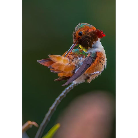 Hummingbird Gold Ornate Wood Framed Art Print with Double Matting by Huang, Johnson