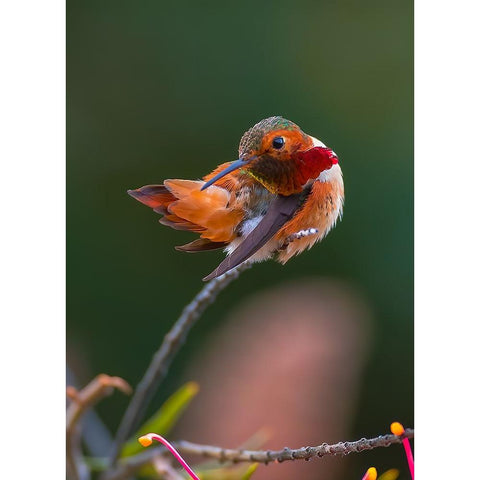 Hummingbird Black Modern Wood Framed Art Print with Double Matting by Huang, Johnson