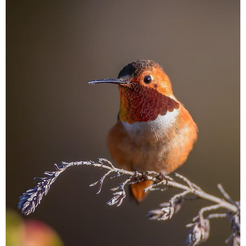 Hummingbird Black Modern Wood Framed Art Print by Huang, Johnson