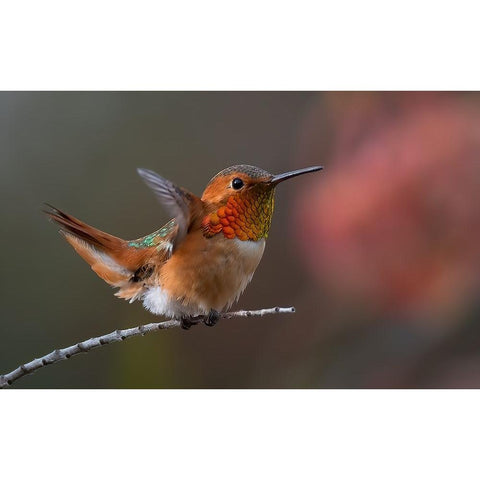 Hummingbird Black Modern Wood Framed Art Print with Double Matting by Huang, Johnson