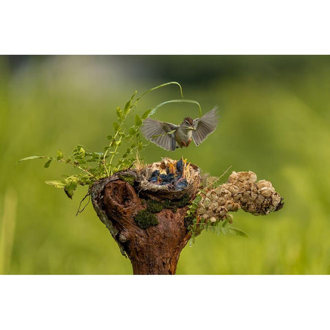 The Babies Need Feeding White Modern Wood Framed Art Print by Widjaja, Sally