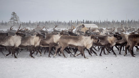 Herd In The Camp White Modern Wood Framed Art Print with Double Matting by Rebro, Marcel