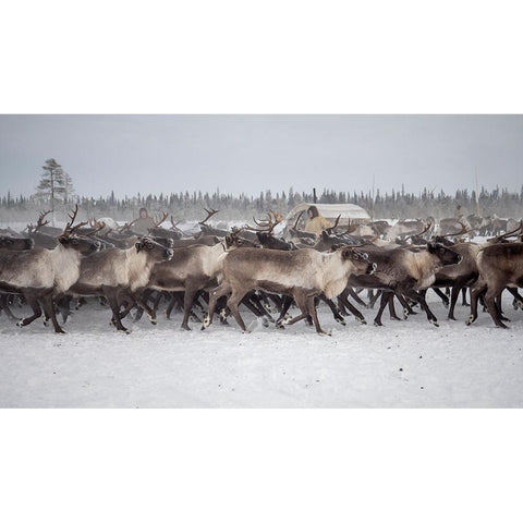 Herd In The Camp Black Modern Wood Framed Art Print by Rebro, Marcel