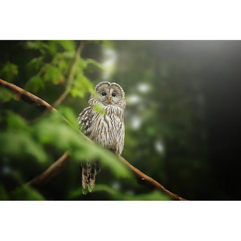 Ural Owl Black Modern Wood Framed Art Print by Svestka, Jiri