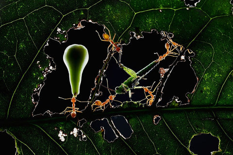 The Ant World White Modern Wood Framed Art Print with Double Matting by Herliyanto, Gatot