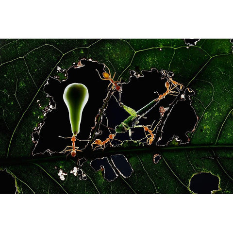 The Ant World Gold Ornate Wood Framed Art Print with Double Matting by Herliyanto, Gatot