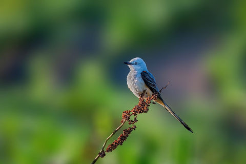 Scissor Tailed Flycatcher White Modern Wood Framed Art Print with Double Matting by Xu, Jian