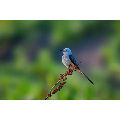 Scissor Tailed Flycatcher Gold Ornate Wood Framed Art Print with Double Matting by Xu, Jian