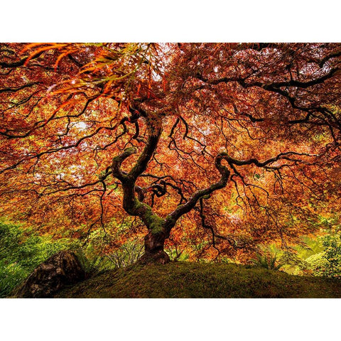 A Senior Maple Tree Black Modern Wood Framed Art Print with Double Matting by Yu, Wenjin