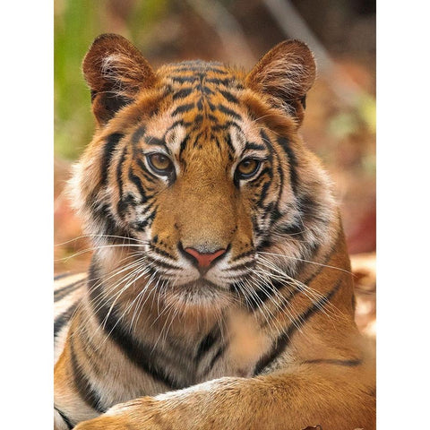 The Tiger Portrait Gold Ornate Wood Framed Art Print with Double Matting by Sethi, Sumangal