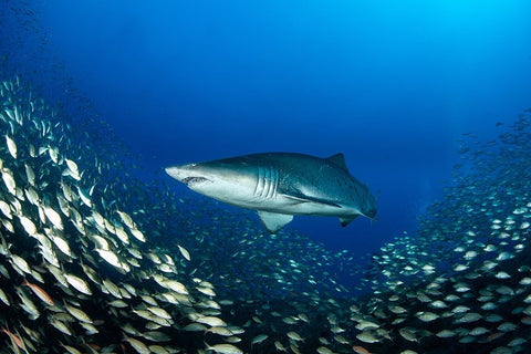 Ocean King Black Ornate Wood Framed Art Print with Double Matting by Y Lin, Ryan