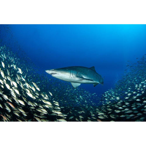 Ocean King White Modern Wood Framed Art Print by Y Lin, Ryan